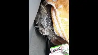 Nika Frozen Cat Animal Rescue - Amazing Before & After Transformation!