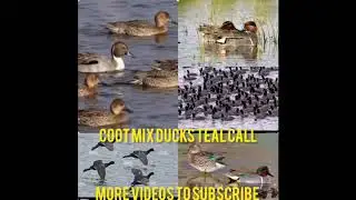 Coot mix Ducks Teal best migrate call
