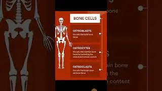Skeletal system: Types of Bone cells