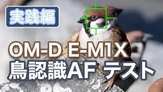 OM-D E-M1X 鳥認識AF テスト 実践編