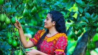 Freshly harvested avocado treats #nature #village #srilanka #prettygirlcooking