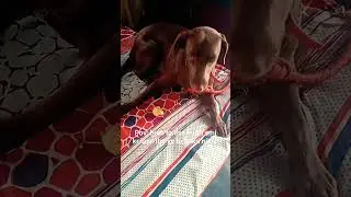 cute labra dog eat apple #viral shorts feed #dog lovers #new shorts