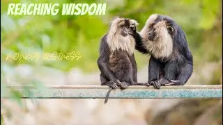 Monkey Business | Reaching Wisdom | Original Music | Nature | Share | Subscribe | Like | MIDI | LOVE