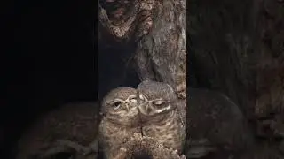 Adorable Owl Couple Cuddle 💞🦉