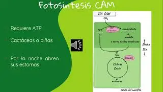 Fotosíntesis En Plantas Tipo C3, C4 y CAM