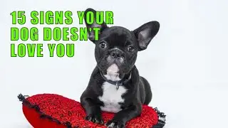 15 Signs Your Dog Doesn't Love You