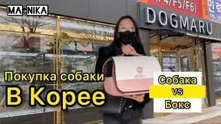 Купили собаку в Корее / Условие при покупке / Не умею ухаживать за животными