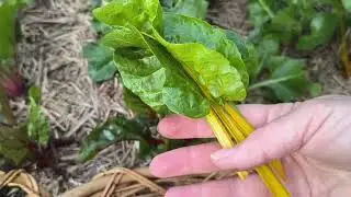 My First Harvest for Spring, Colourful Silverbeet, Borage, Kohlrabi, Snowpeas - Reverse Homesteading