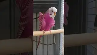 #Budgerigar #exhibition #budgiesbirds #Pink #Pinkbudgies #rare #love #peace #blackface #Hagoromo