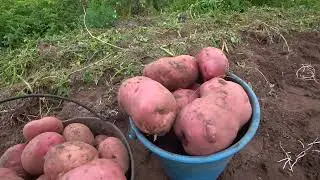 копаем картофель 30.08.22 г.