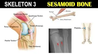 Skeleton 3 | Sesamoid bone | Patella | Knee Cap | Dr Ghanshyam Jangid