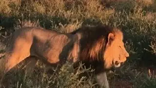 Huge Male Lion - Black Maned