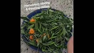 Harvesting, Storing & freezing chilis/ How to use green chili & peppers & how to store them