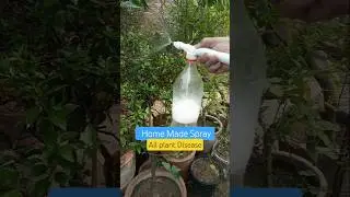 Home Made Pesticide for plants | Homemade insect Spray for Vegetables | Diy insect Spray For  plants