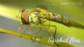 Syrphid flies close up