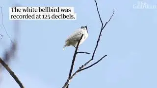The Loudest Bird in the World