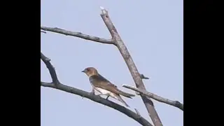 Grey-throated Martin On Extreme Left
