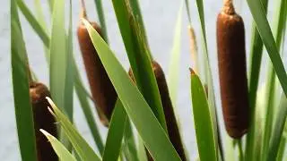 Catttail (Typha) - a Plant with a brown fuzzy top