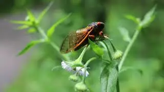 Sounds of cicada - Sound Effect  (7)