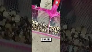 Beach cleanup finds piles of coins 🪙🏖️😲                 🎥: Viralhog