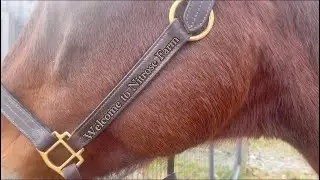 Tips for Healthy Horses throughout Damp Fall Weather 🍂🍁🍃🌾 🐎