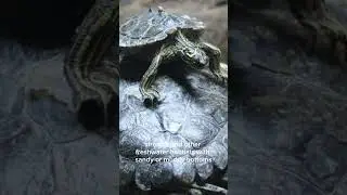 Exploring the Enigmatic Black-Knobbed Map Turtle: Graptemys nigrinoda