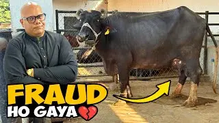 Fraud Ho Gaya 😱💔 | Buffalo Humein Doodh Nahi De Rahi 🐃🥛 | BT Farm Stories