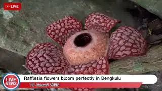 Reporter B.inggris (Apriliya Sesarrahmah) Rafflesia flowers bloom perfectly in Bengkulu.