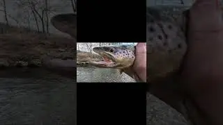 #fishing #browntrout #shortsvideo #short #shorts