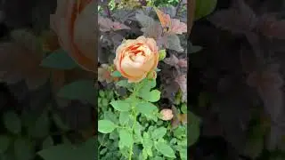Доброго дня Мир !              #meditation #music #mood