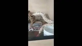Short video of my ghost corn snake called Quick Silver