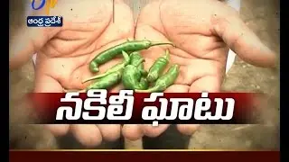 Farmers Facing Serious Problem with Fake Chilli Seeds in Guntur