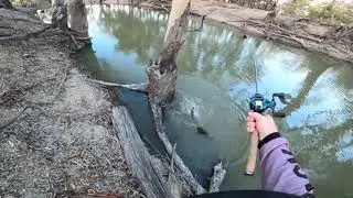 Murray Cod, Deniliquin, Top water action , the best so far.. Bunji surface lures, Wakool River #18