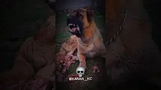 TRANSFORMATION OF DOGS DOGO ARGENTINO, PITBULL, KANGAL🥶☠️ #shorts #ytshorts #shortvideo
