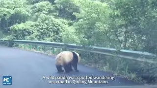 An encounter with wild panda on road in NW China