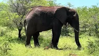 Elephant grazing in Hluhluwe&ndash;iMfolozi Park #elephant 