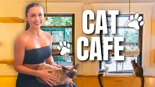 Встречая свой страх лицом к лицу: день в кафе &laquo;Crazy Cat&raquo; 🐾☕