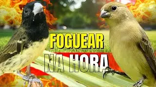 Papa capim siu siu com Fêmea chamando para Esquentar papa capim siu siu e papacapim siusiu