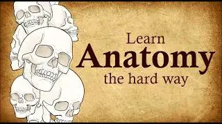 Learn Anatomy the Hard Way (And Actually understand it)
