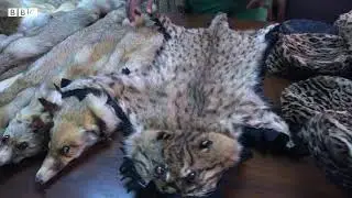 Islamabad wildlife department seizes hides of rare animals - BBCURDU