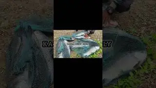 Viral KATLA Fishing India 🇮🇳 Back To Back Fast Result | | #katlabait #katlafishing #viralvideo
