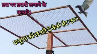 Kabuatr ko Chatri pe set krne ka assan tarika || Chhat par Chatri lgane ka fayda?