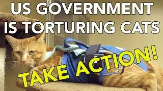A Government Lab is Killing Cats. Let's SHUT IT DOWN!
