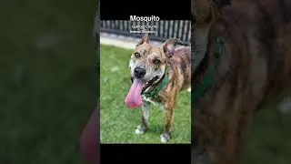 Meet Mosquito at #gcas #greensboro #adopt #dog #pet
