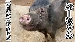 闘病中のミニブタぶーちゃん天国に旅立ちました。今まで沢山の思い出をありがとう。