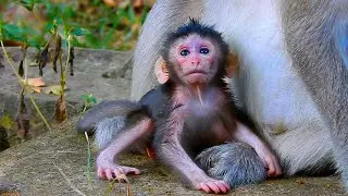 Cute Baby Monkey Bessie, What Is She Looking At...??? | @IShowMonkeyTV