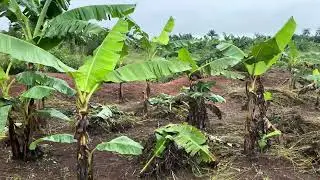 Farmland; Our organic plantain farm weeding is finished