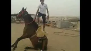 فرسان بني عيسى
