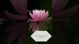&ldquo;Within the silence of the lotus, eternity speaks.&rdquo;