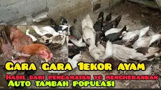 CARA TERNAK AYAM KUB SATU KANDANG DENGAN ENTOK @tipsternakentok 